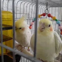 جفت مولد عروس