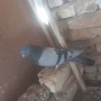 کبوتر
