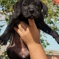 توله پیتبول پیت بول شجره‌دار استثنایی