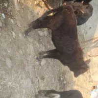 گاو لیشه آرام غذا خور