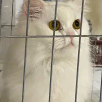 گربه پرشین ۱سالش سفید بازی گوش