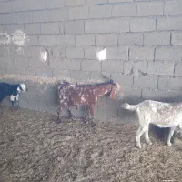 بزغاله