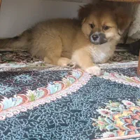 سگ پاکوتاه|سگ|قزوین, |دیوار