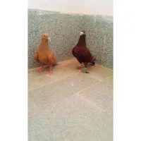 جفت سرخ زرد کرمونی
