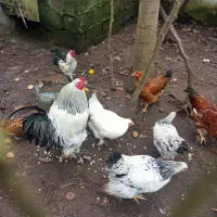 مرغ خروس امپراطور