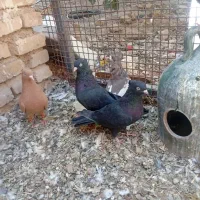 کفتر طوقی دم سفید|پرنده|شیراز, قلات|دیوار