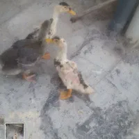 قوغاز واردک