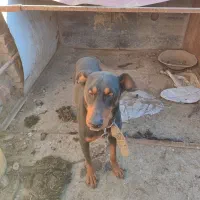 سگ دوبرمن دوساله