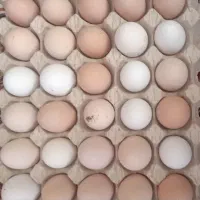 تخم مرغ محلی