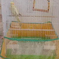 عروس هلندی نر