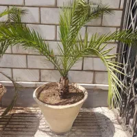 مقدارزیادی گل|گل و گیاه طبیعی|تهران, قبا|دیوار