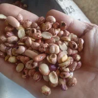 لوبیا چیتی کیلو ۳۰ هزار|خوردنی و آشامیدنی|مشهد, کارمندان دوم|دیوار