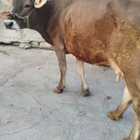 ماده گاو سویسی اصلی