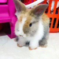 خرگوش