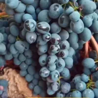 انگور قرمز سردشت