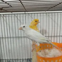 یک جفت قناری آماده تخم گذاری باقفس ولوازم