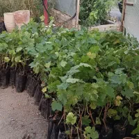 نهال انگور ترکمن رشه سردشت پیکامی عسگری