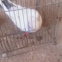 کفتر سالم ارزان