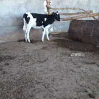 گاو وگوساله|حیوانات مزرعه|کوهدشت, |دیوار