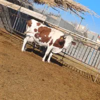 گاو با گوساله|حیوانات مزرعه|باشتین, |دیوار