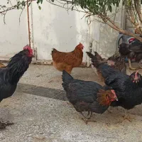 مرغ وخروس محلی همه جوان تازه به تخم آمده|حیوانات مزرعه|بیرجند, |دیوار