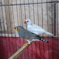 گلدین نر+جفت فنج زبرا|پرنده|باوی, |دیوار