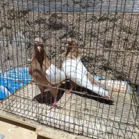 کبوتر سینه پرتقالی و کله سرخ