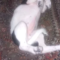 سگ ماده شبابااشتپیز