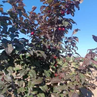 باغ ویلا سلطنتی|فروش دفتر صنعتی، کشاورزی، تجاری|الوند, |دیوار