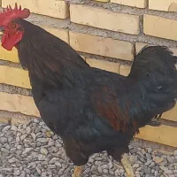 خروس سیاه