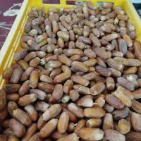 فروش خرما پیمازو