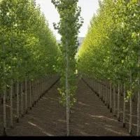 حراج نهال 3 ساله غیر مثمر