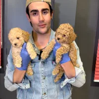 مرکز توله سگ توی پودل های اصیل و درجه یک رد و‌ ..