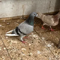 سه تا کبوتر روی هم ۵۰۰