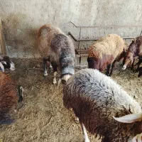 قوچ گله ومیش