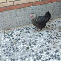 مرغ وخروس|حیوانات مزرعه|خمینیشهر, |دیوار