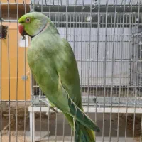 کوتوله مولد، ملنگو، قفس|پرنده|جم, |دیوار