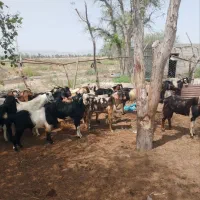 بز نر قربانی