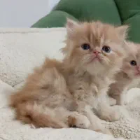 پرشین گارفیلدی|گربه|مشهد, پروین اعتصامی|دیوار