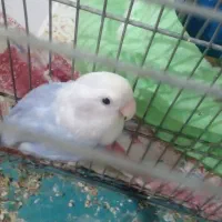 جفت برزیلی مولد|پرنده|رباط‌کریم, مسکن مهر آبشناسان|دیوار