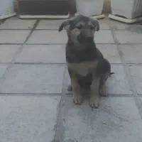 توله ژرمن ورک|سگ|تهران, استاد معین|دیوار