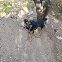 سگ ژرمن