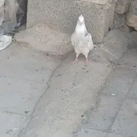 کفتر|پرنده|نورآباد ممسنی, |دیوار