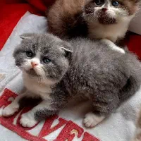 مجموعه گربه در تمامی نژاد ها MeowHop|گربه|کرمان, |دیوار