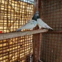 کفتر پاکستانی اصل 3ملیون