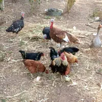 مرغ ، خروس، بوقلمون و غاز