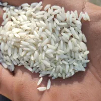 برنج محلی درود درجه یک با ضمانت|خوردنی و آشامیدنی|دورود, |دیوار