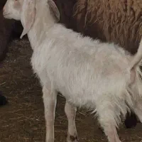 فروش بز و بزغاله نر پاکستانی و سانن