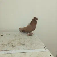 قرمز نشان فیلی و دورح