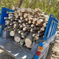 برش و قطع درخت|خدمات باغبانی و درختکاری|ایوان, |دیوار